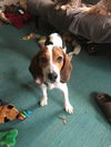 Miles*little beagle boy* Pending