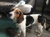 Miles*little beagle boy* Pending