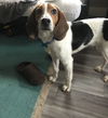 Miles*little beagle boy* Pending