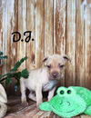 DJ (adoption pending)