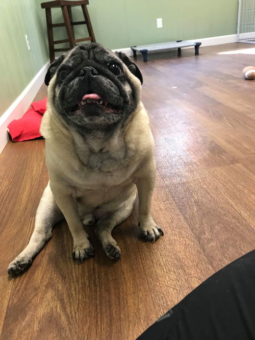 Kirby the love Pug