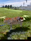 Roxie *sweetheart