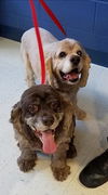 Dewie and Candie *Bonded Pair