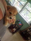 Tawny*Pre Adoption