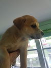 Tawny*Pre Adoption