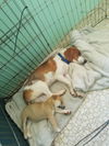 Tawny*Pre Adoption