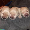 Golden Retriever Puppy - Male *Pre Adoption*