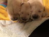 Golden Retriever Puppy - Male *Pre Adoption*