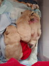 Golden Retriever Puppy - Male *Pre Adoption*