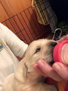 Golden Retriever Puppy - Male *Pre Adoption*