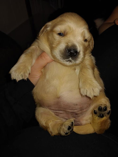 Golden Retriever Puppy - Male *Pre Adoption*