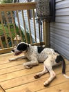 Marshall Tucker (adoption pending)