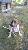 Barney