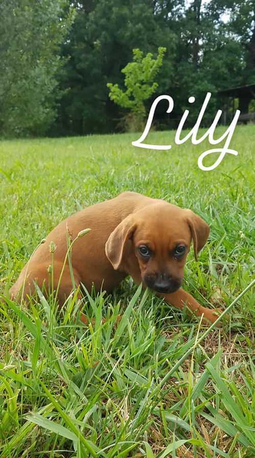 Lily