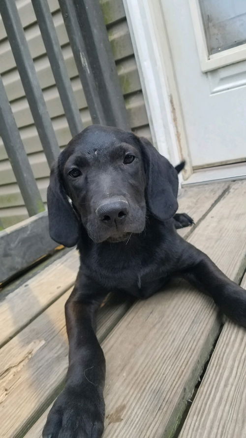 Lab Litter: Blue