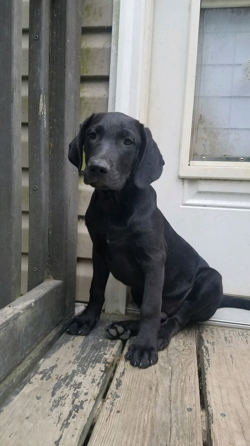 Lab Litter: Jet