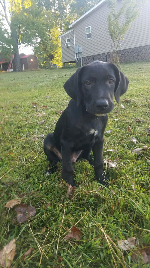 Lab Litter: Red