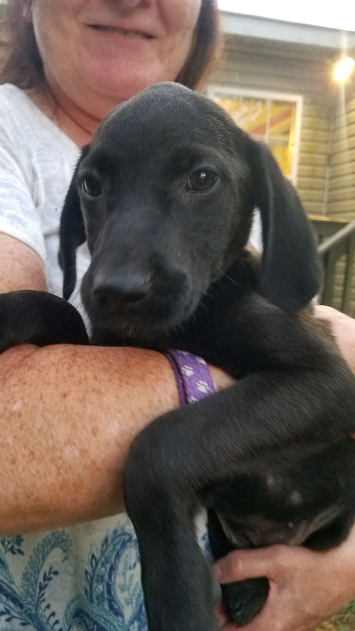 Lab Litter: Rosie