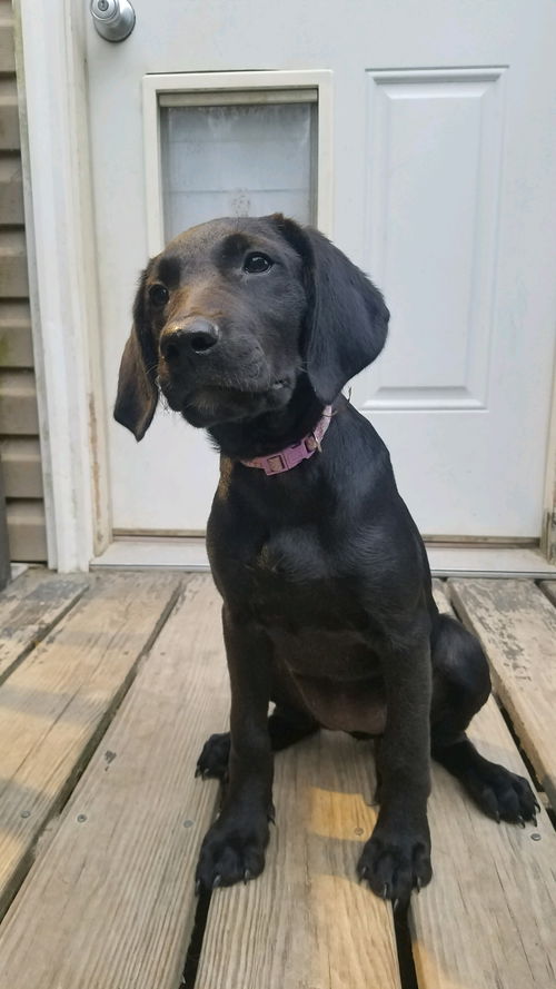 Lab Litter: Lilac