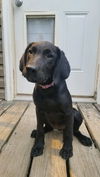 Lab Litter: Lilac