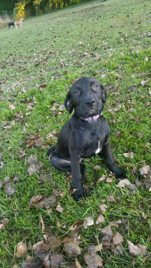 Lab Litter: Indigo