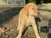 Hadley (adoption pending)