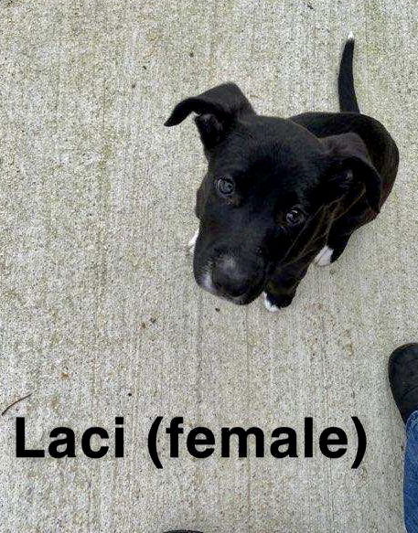 Laci