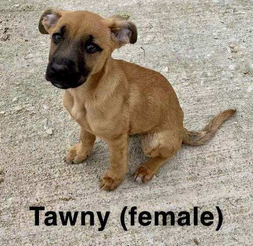 Tawny