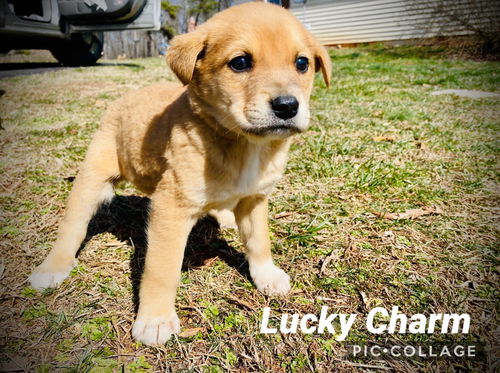 Lucky Charm *Cereal Litter