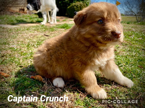 Captain Crunch *Cereal Litter(adoption pending)