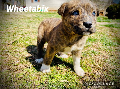 Wheetabix *Cereal Litter(adoption pending)