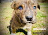 Wheetabix *Cereal Litter(adoption pending)