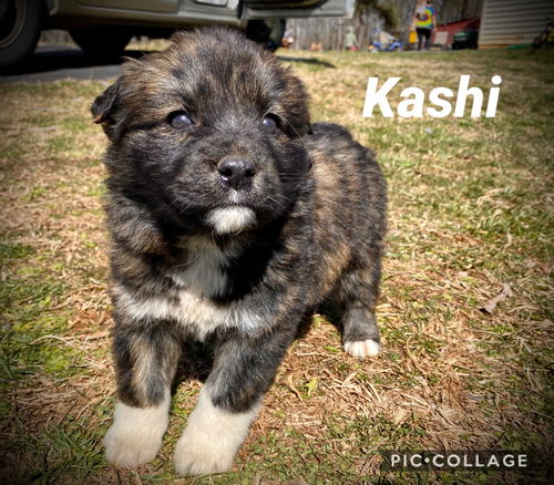 Kashi *Cereal Litter(adoption pending)