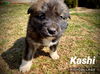 Kashi *Cereal Litter(adoption pending)