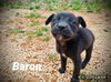Baron *Frozen Pizza Pups