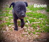 Baron *Frozen Pizza Pups