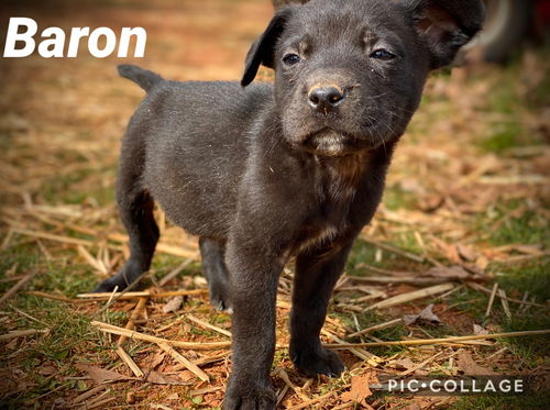 Baron *Frozen Pizza Pups