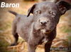 Baron *Frozen Pizza Pups