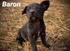 Baron *Frozen Pizza Pups