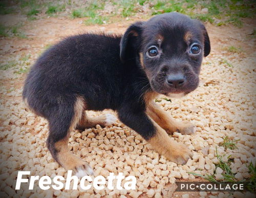 Freshcetta *Frozen Pizza Pups