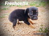 Freshcetta *Frozen Pizza Pups