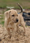 Negan *Coronapocalypse Litter