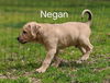 Negan *Coronapocalypse Litter