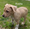 Rosetta *Coronapocalypse Litter