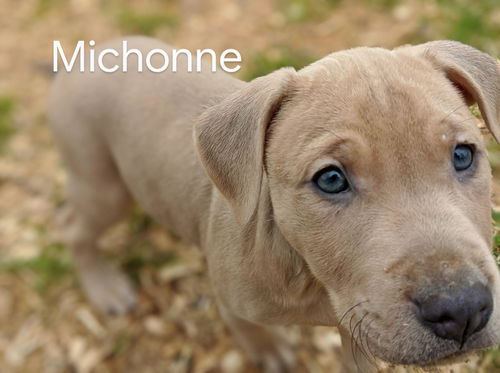 Michonne *Coronapocalypse Litter