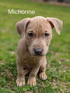 Michonne *Coronapocalypse Litter