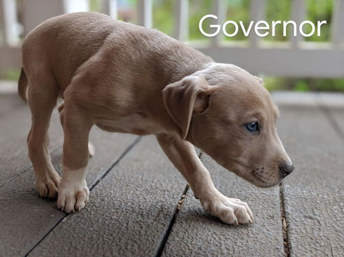 Governor *Coronapocalypse Litter