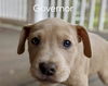 Governor *Coronapocalypse Litter