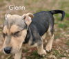 Glenn *Coronapocalypse Litter