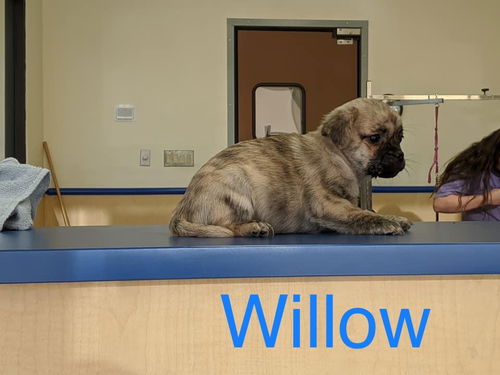 Willow